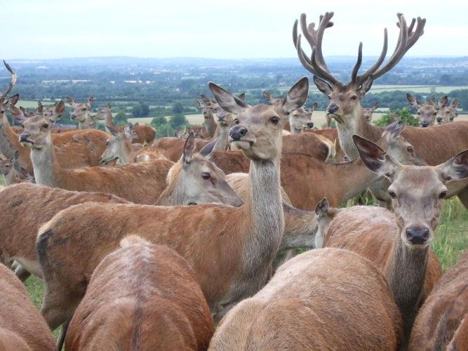 Winner of Most Interesting Picture - Deer on rifle range by Karen Mckee